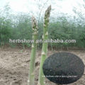 High Yiled Asparagus Seeds for cultivating